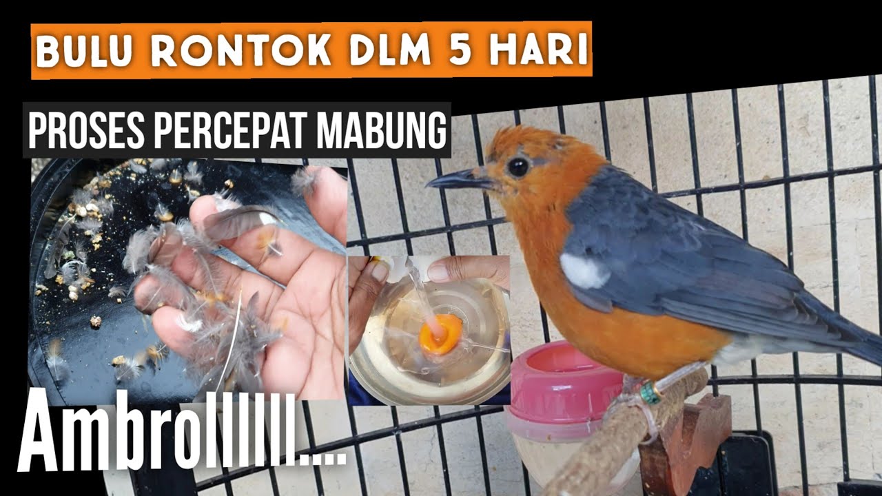 ANIS MERAH percepat MABUNG & PERAWATAN PASCA  DAN SESUDAH  AMBROLL.