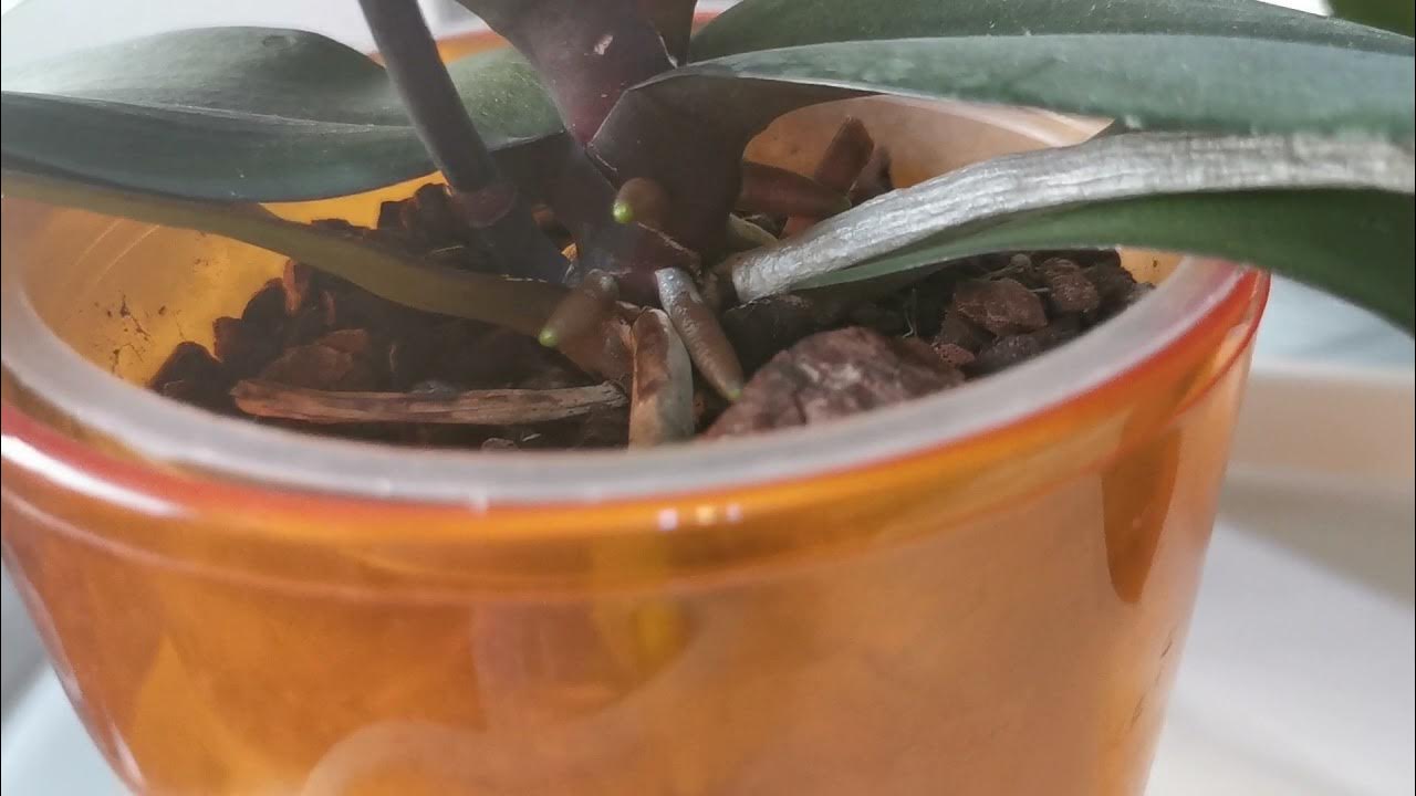 ЭкоФус для орхидеий. Впечатления и результаты!!! - YouTube