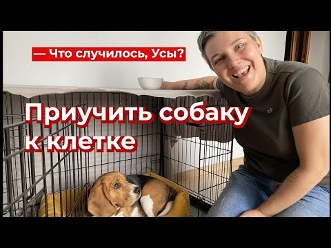 Видео: Как впервые искупать собаку (с иллюстрациями)