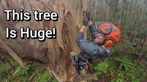 Climbing Australia’s GIANT Trees… This Was Insane!