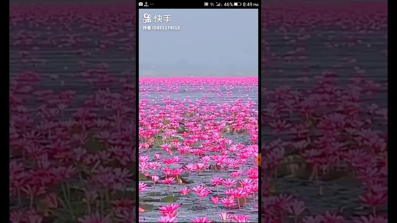 Beautiful flower garden!!!!!! - YouTube