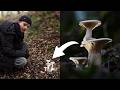 I Photographed a Mushroom On a Mushroom