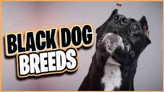 Black Dog Breeds - What to know by Alpha Match  4 views 1 year ago 6 minutes, 56 seconds