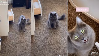 Cat trying to steal food from the drawer (busted)