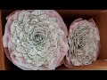 วิธีพับดอกกุหลาบใหญ่ รับปริญญา DIY Money Origami Rose | DIY ง่ายนิดเดียว