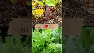 Companion Planting Vegetables