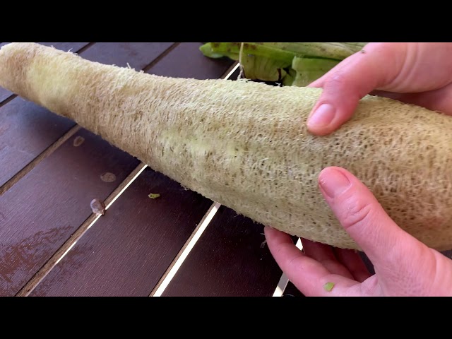 When And How - Harvest Peel And Dry Luffa Sponge Gourd Loofah -  Permaculture Haven - YouTube