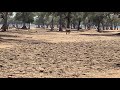 Baby elephant loses, and then finds, his mother. Zimbabwe, Africa