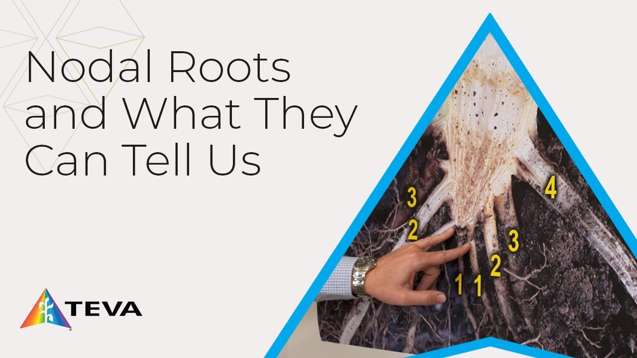 Nopal Root System Why Nodal Roots Matter More Than You Think - YouTube