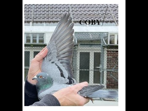 NOVO FILME: Gerard Koopman – Um ícone na columbofilia… – Markt.de de pombos