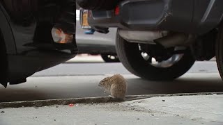 Human infections from rat urine on the rise