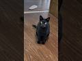 ジャミジャミしてない #保護猫