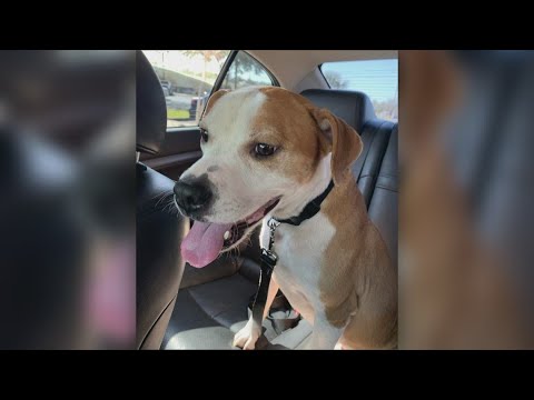 Jacksonville family grieving dog shot by neighbor during a walk - YouTube