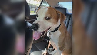 Jacksonville family grieving dog shot by neighbor during a walk