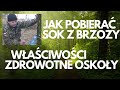 Sok z brzozy czyli oskoła pobieranie i właściwości zdrowotne