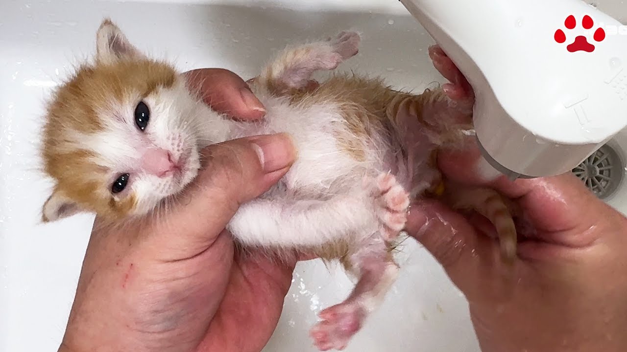 おしりから「ニョキニョキ」　ゴロゴロ甘えた後は“モリモリうんち”【瀬戸のきなこ日記】