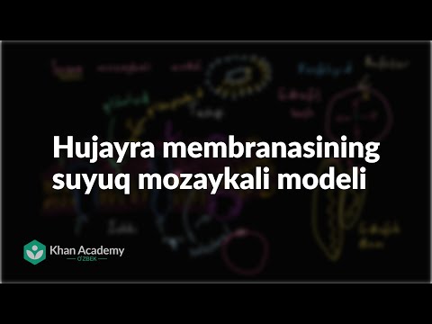 Video: Nima uchun mitoxondriyaning ichki membranasi?