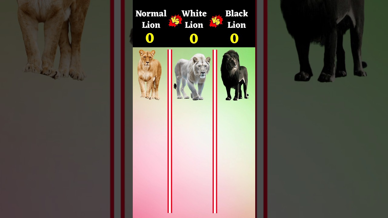 Normal Lion Vs White Lion Vs Black Lion ❓