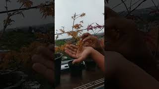 Koleksi golden maple katsura dan chinese red maple nya id.bonsai. #bonsai #maple #redmaple