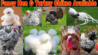 Fancy Hen Chikes & Turkey Chikes Available 🐥 Cargo all over the pakistan