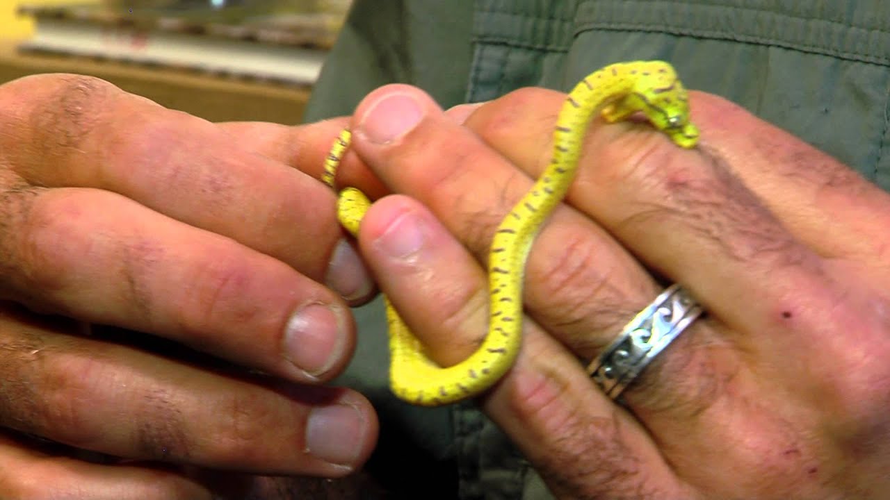 Baby Green Tree Pythons - Cincinnati Zoo - YouTube