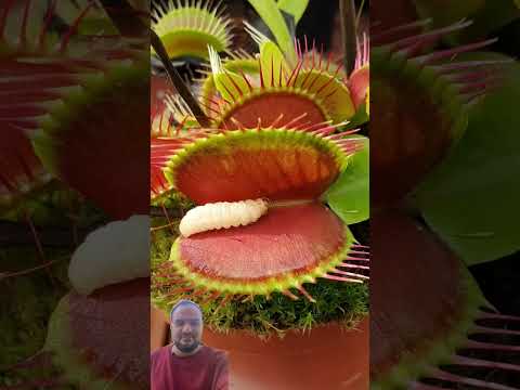 نباتات صائدة الحشرات