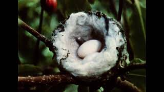Life Story of the Hummingbird (1963) Life Story Of The Hummingbird
