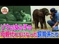【感動】アフリカゾウの女の子の人工哺育に挑んだ飼育係たち!問題行動や謎のケガ…花火の夜に生まれた絆とは? 日本初「とべ動物園」挑戦の記録Part2【どうぶつ奇想天外/WAKUWAKU】