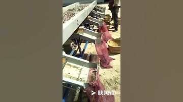 Garlic Head Grading Machine Sorting Garlic head，this sorter can do 4-6 different size