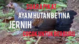 AYAM HUTAN BETINA MEMANGGIL JANTAN AMPUH