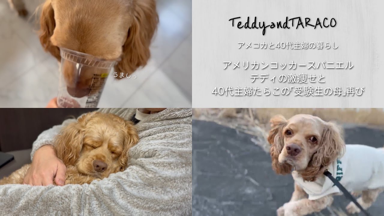アメリカンコッカースパニエル テディの激痩せと40代主婦たらこの「受験生の母」再び