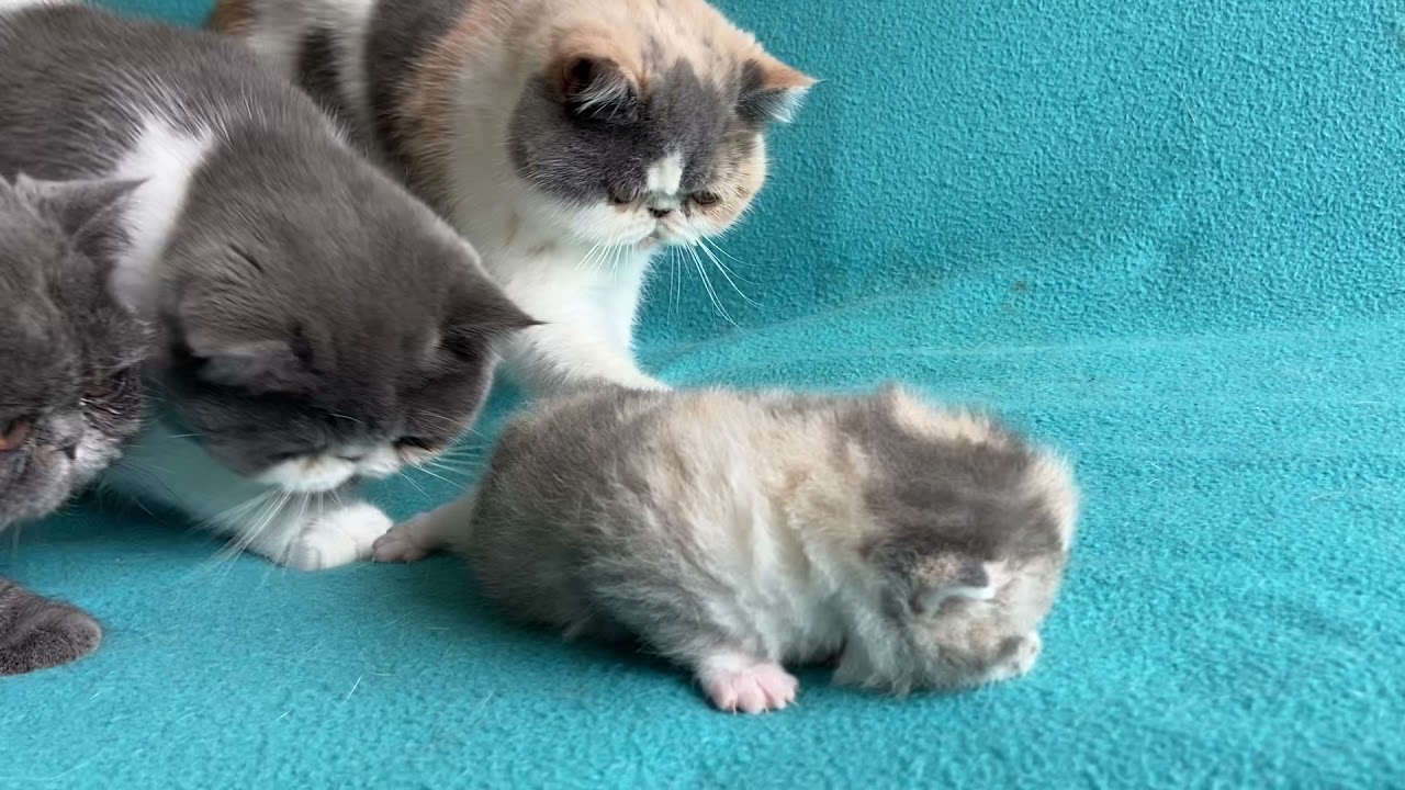 Felicia dilute calico exotic shorthair kitten YouTube