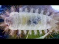 Spiny Oak Slug Caterpillar Internal Anatomy at the Caterpillar Lab