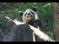 20231215 圓寶竹葉吃很多 點心全都不放過(早餐上) Giant Panda Yuan Bao