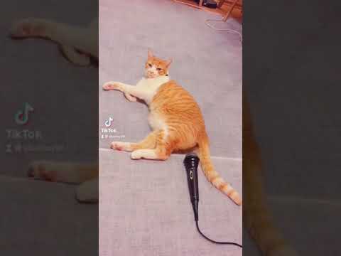 Веселые коты / Смешные котики / Коты приколы / Забавные животные / Смешные коты