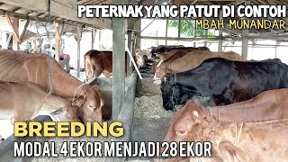 peternak yang patut di contoh, breeding sapi modal 4 ekor menjadi 28 ekor