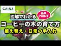 コーヒーの木の育て方 カインズ植物図鑑