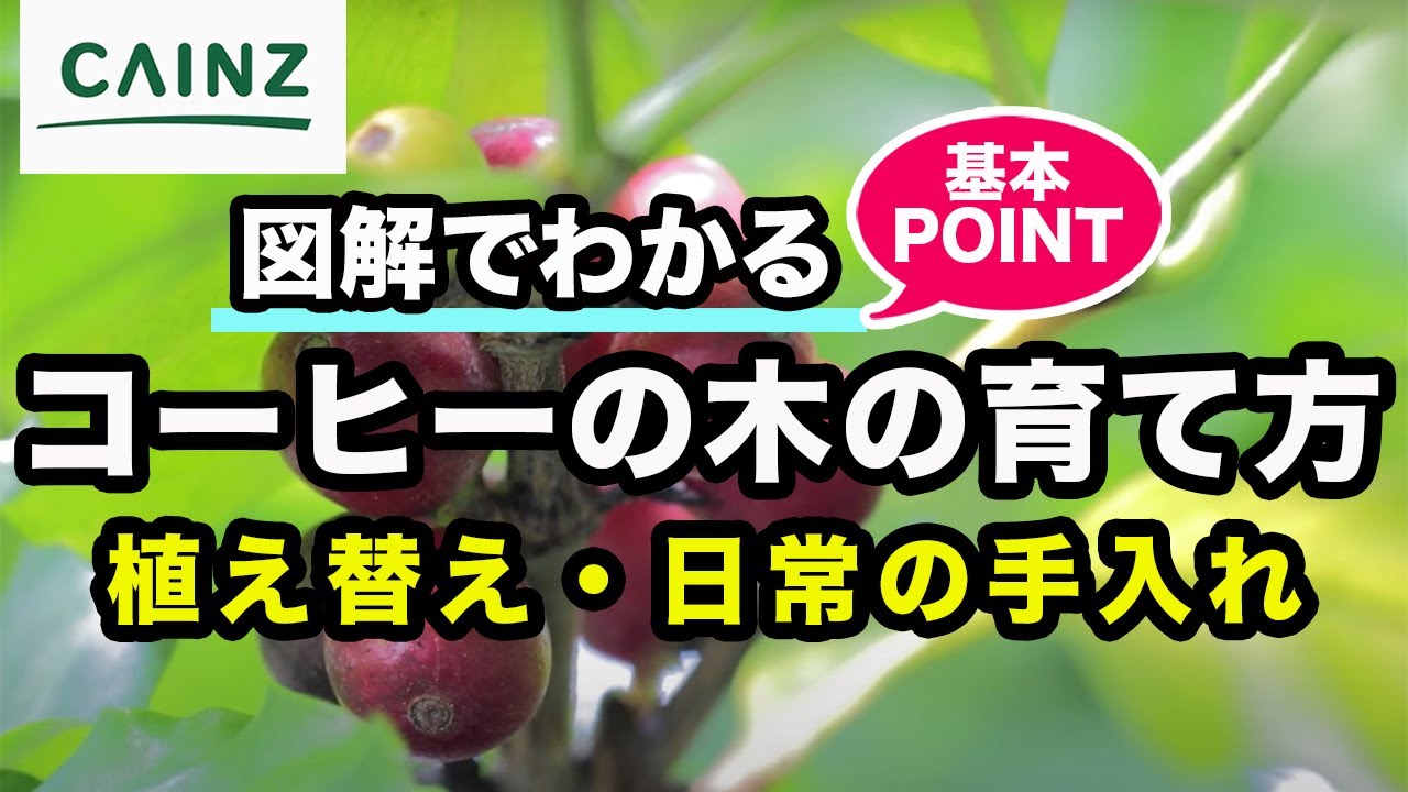 コーヒーの木の育て方 カインズ植物図鑑 Youtube