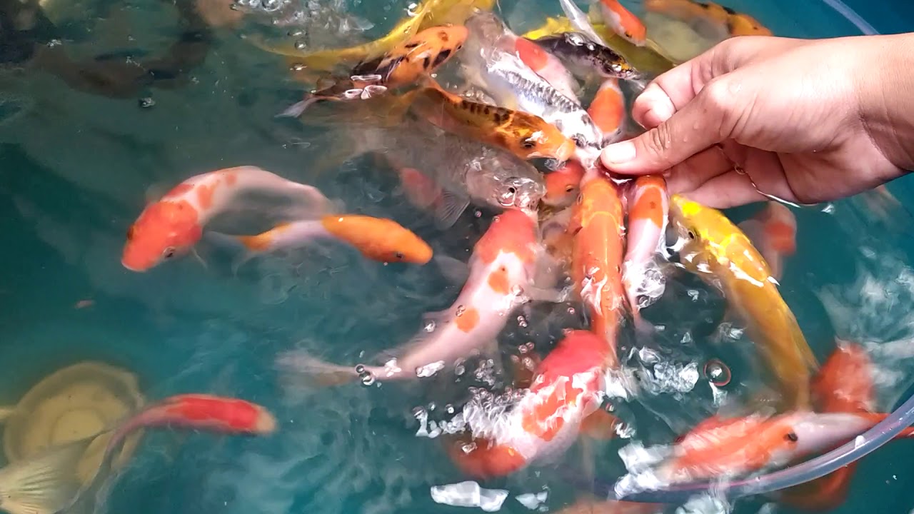 Memberi makan ikan koki, koi dan komet menggunakan cacing beku di pagi