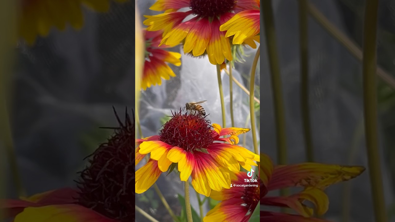☀️heat loving flowers eps 2 - Indian blanket🌼