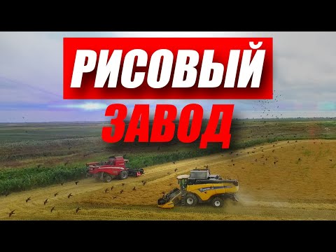 Как Перерабатывают Рис? Рисовый Завод в Дагестане / Антон Пермяков