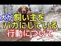 【愛犬のための知識】愛犬が飼い主をバカにしている行動とは【犬を知る】