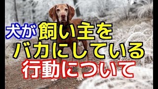 【愛犬のための知識】愛犬が飼い主をバカにしている行動とは【犬を知る】