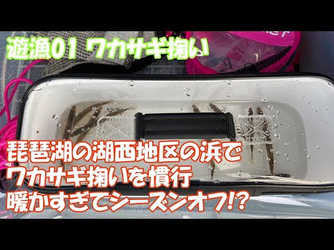 【遊漁01】ワカサギ掬いに琵琶湖の浜、河川を湖北地区から湖西地区を廻ってワカサギを画角に収めた！シーズンオフが早まってる！？