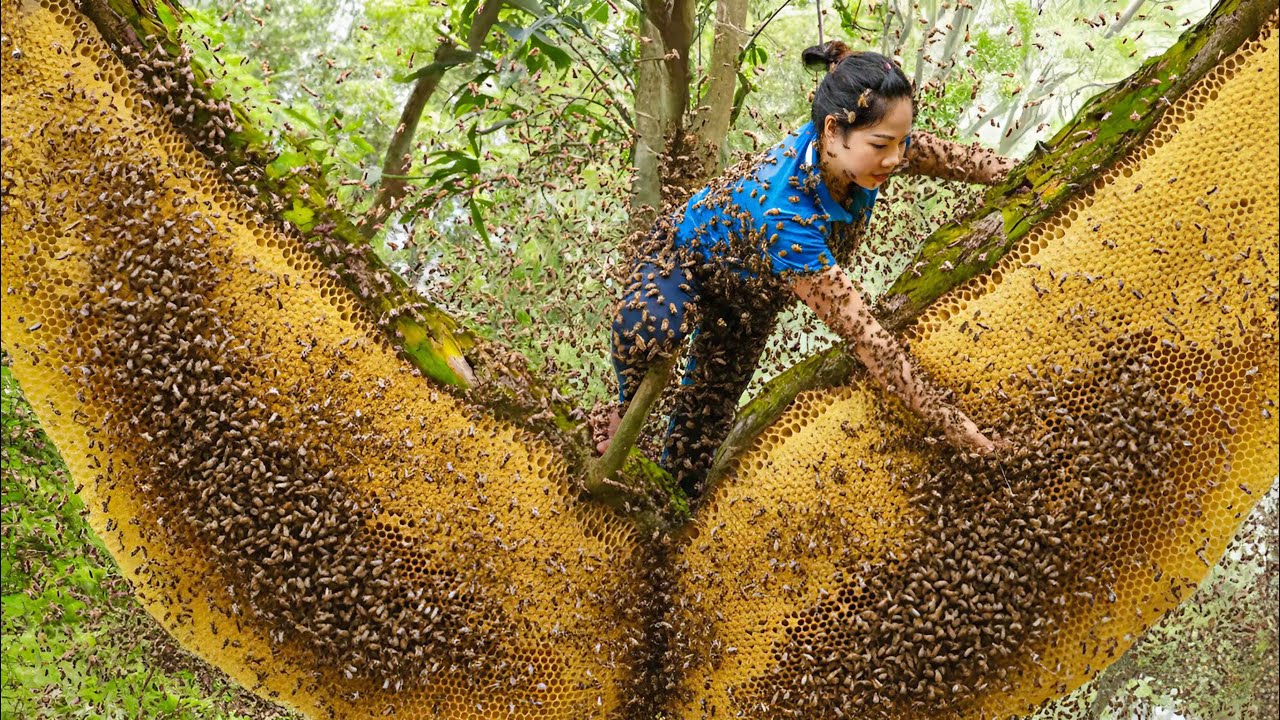 Harvesting Giant Hornet Nest Go to Market Sell, The world's most dangerous bee attacks, Forest Life