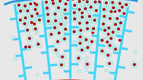 IPMC working principle