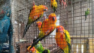 Sun Conure | Birds