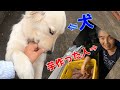 【収獲】さつまいもの説明が長いばあちゃんを後ろで威嚇する犬。両名は仲が良い。　GoldenRetriever　ゴールデンレトリーバー