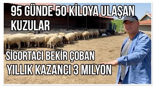 95 GÜNDE KUZU 50 KİLOYA NASIL ULAŞIR  SENELİK 3 MİLYON KAZANIYOR BEKİR ÇOBAN