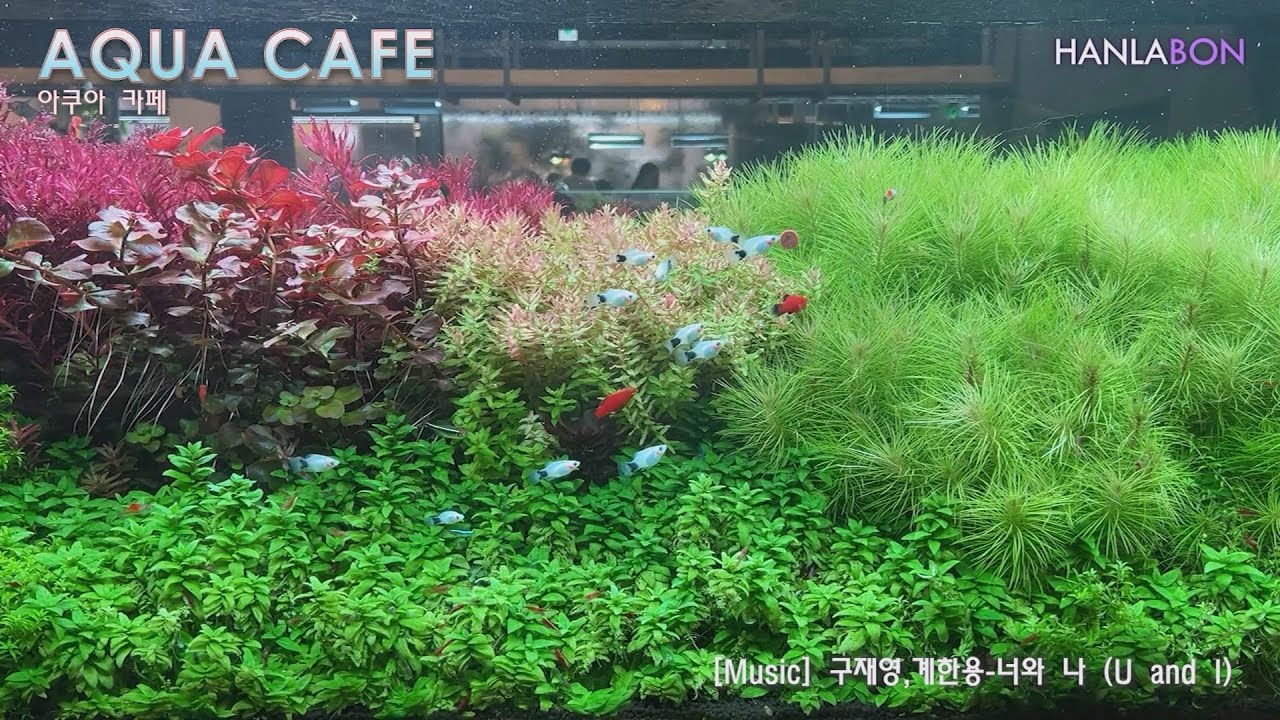 [한라BON] 물멍 영상!!! 수족관 물고기 감상하면서 음악 들으세요~